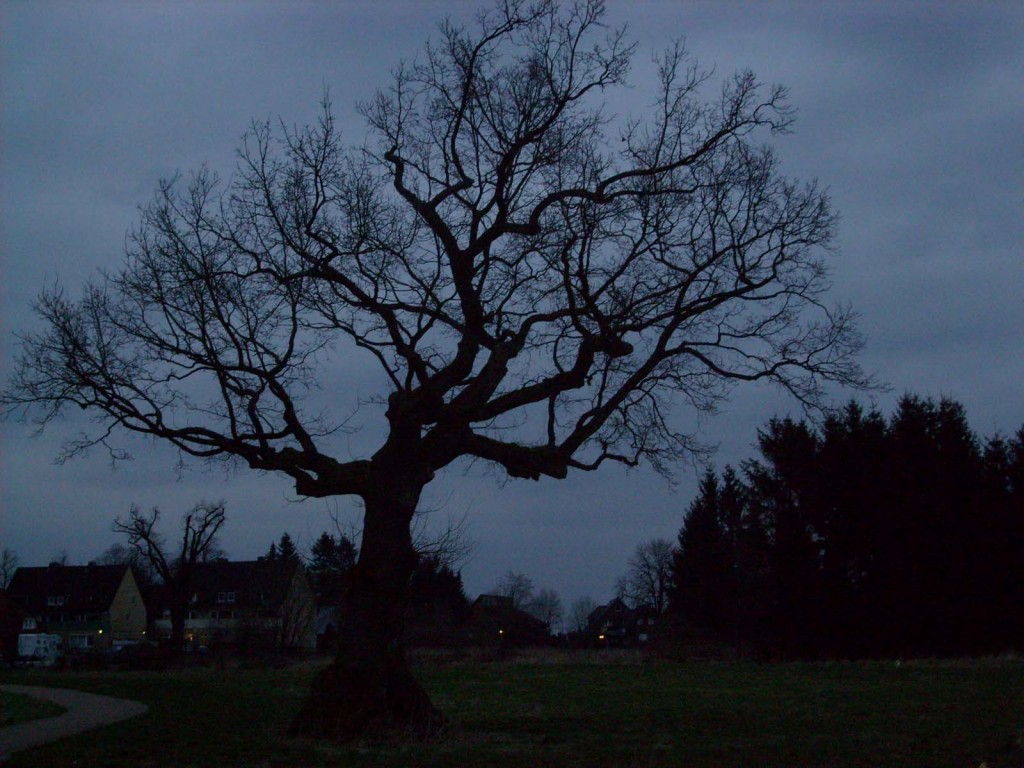 baum_daemmerung_080309