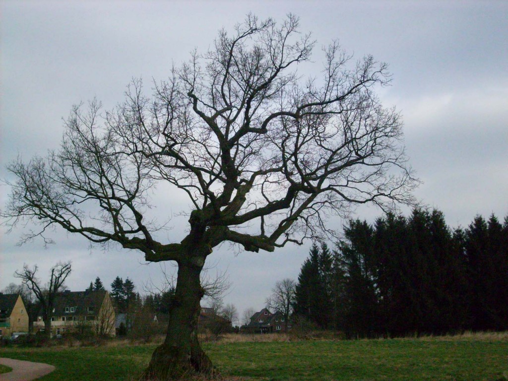 baum_tag_080309