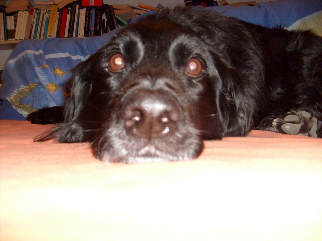 hundecontent_2
